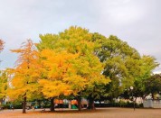 山見公園