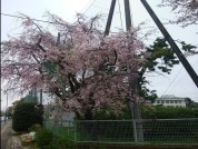 相模原市立由野台中学校