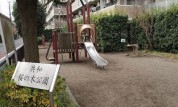 共和桜の木公園